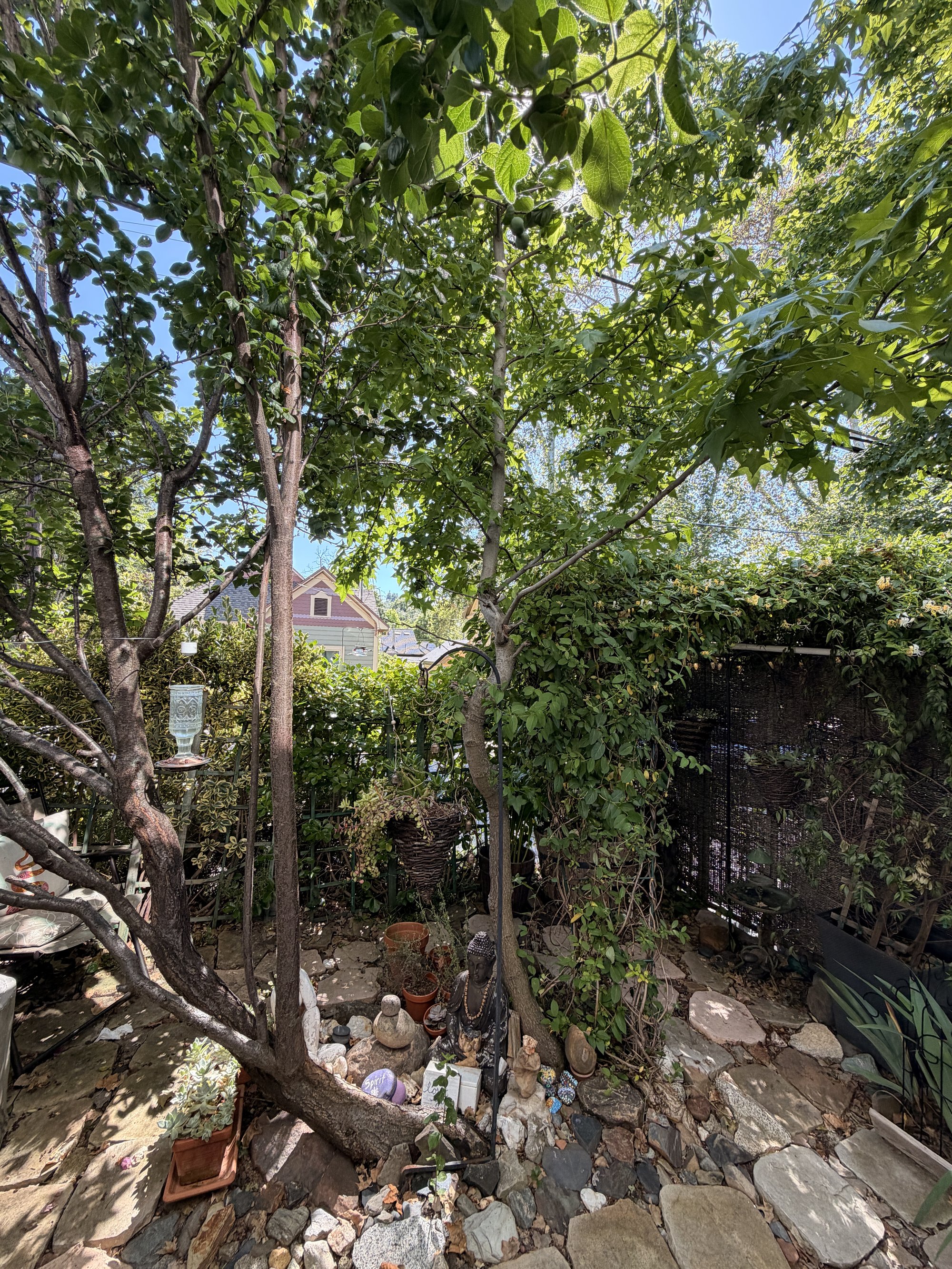 Pebble path winding under old trees beside a textured stone wall, small white shed in the distance.