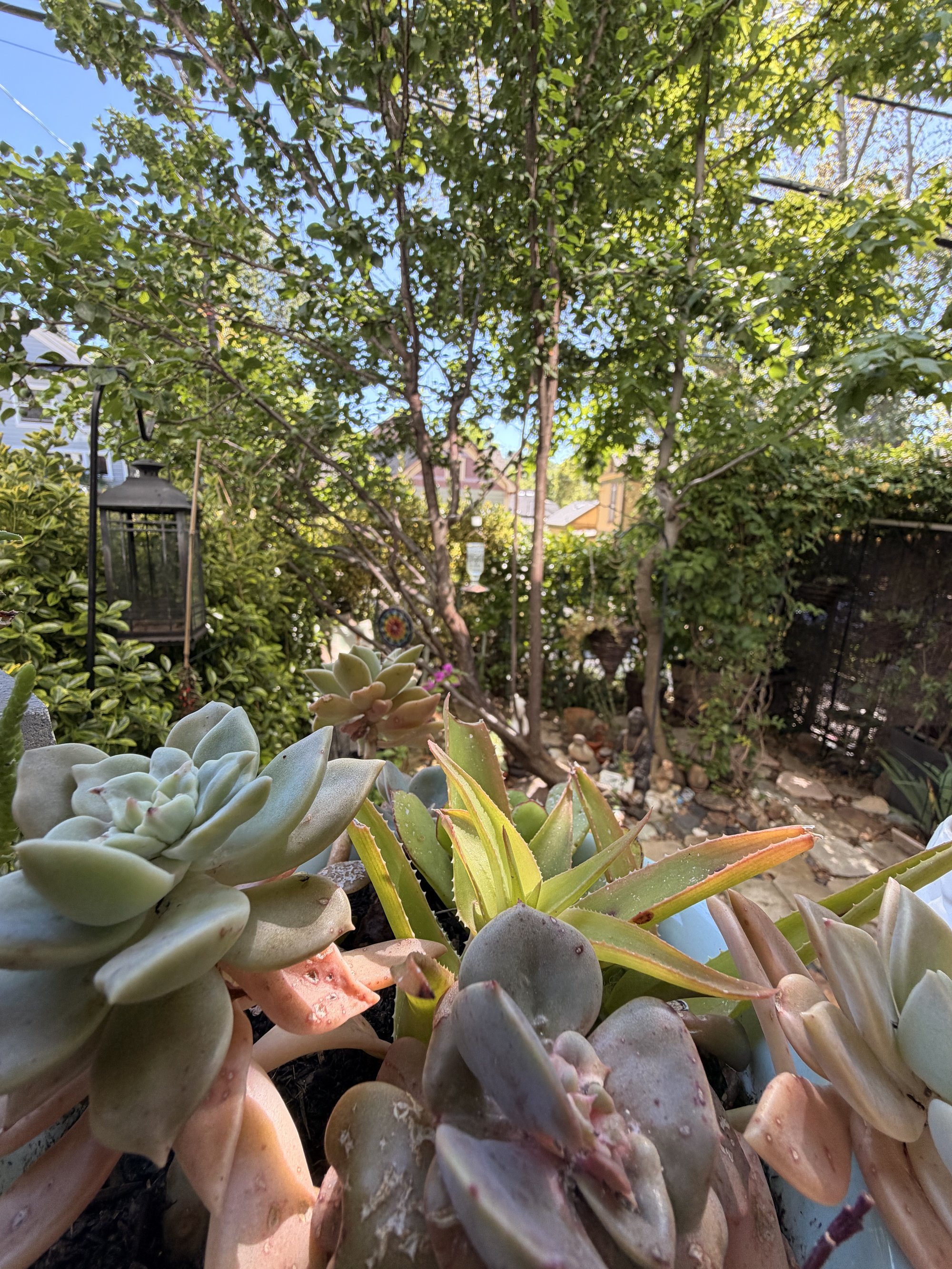 Close-up of pink, grey, and green succulents (echeveria rosettes) clustered along the garden wall.